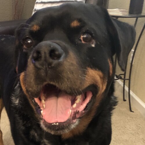 God, Freedom, Family, USA, #MAGA 🇺🇸 1 Rottie, 2 cats, 1 hubby ❤️, retired #BacktheBlue #2A Living my best life! Trump ...