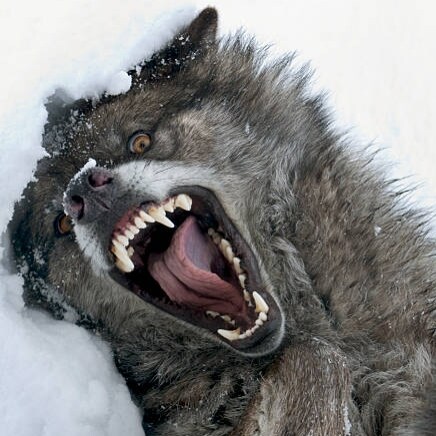 🇺🇲#MAGA🇺🇲