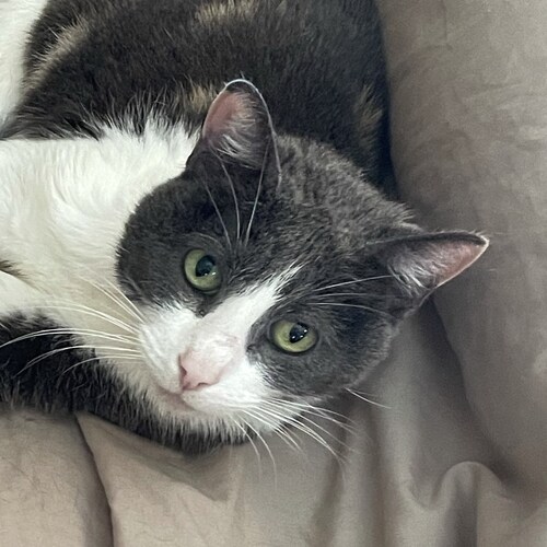 Jesus first, Trumper, Business Owner