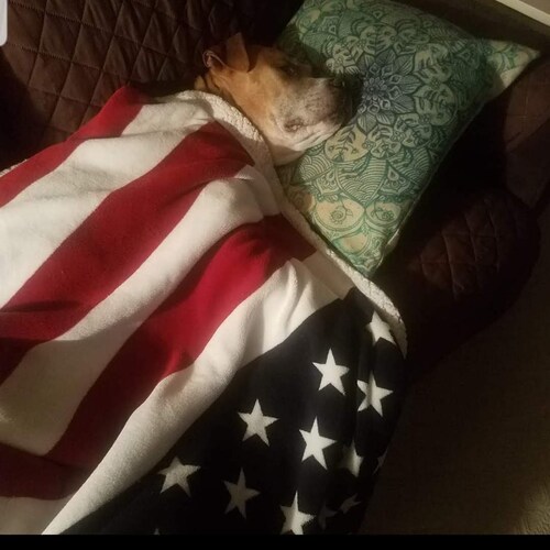 🇺🇲🇺🇲🇺🇲🇺🇲🇺🇲🇺🇲🇺🇲🇺🇲🇺🇲