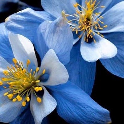 independent conservative