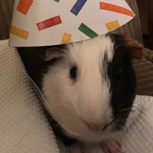 Proud granny of four in the mid-South. Love mosquito-free nights(rare), white beans w chow-chow, the Constitution, & my ...