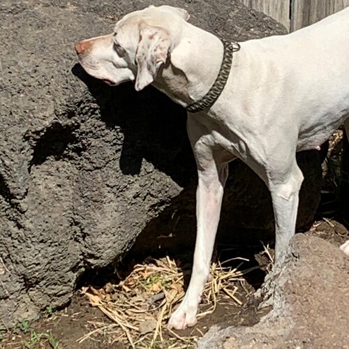 Visit Ultra Bird Dog Hunter's profile on GETTR. View their posts, photos, videos, and connect with them on the social platform.