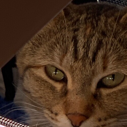 🇺🇸Patriot, musician, attorney, aspiring nudist 🇺🇸

🍊Toxic MAGA 🍊

Happily unmarried

The Government is illegitimat...