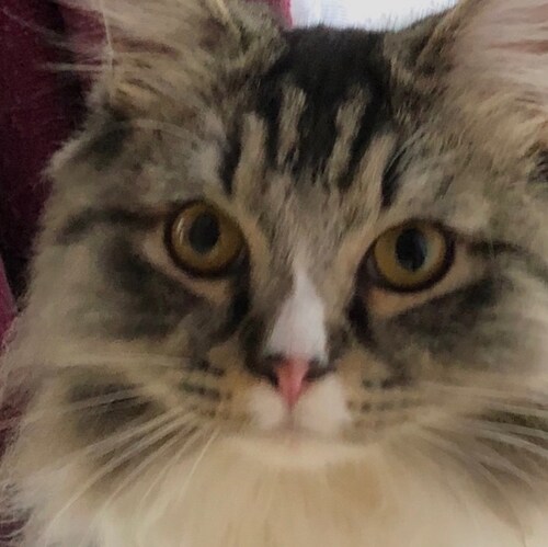 Obsessive cat lover. 🏴󠁧󠁢󠁥󠁮󠁧󠁿🇬🇧🇺🇸 #Tommywasright. GBNews #socialmediaisbettrwithgettr