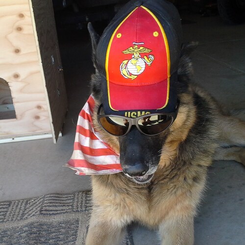 Politically incorrect Marine Corps Veteran. on Twitter @purplehays9