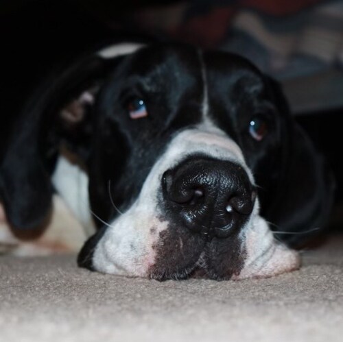 Christian, husband, father, America First, Nationalist Populist
3 Big Lies?
1. COVID not from Wuhan lab
2. Biden won 
3....