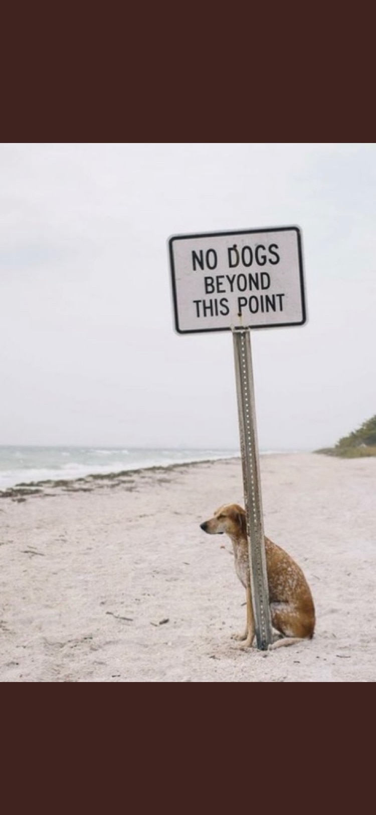 This dog knows the score