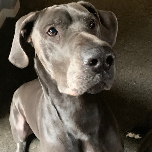 Ex Royal Navy now breeder of the finest dogs in the world #GreatDanes