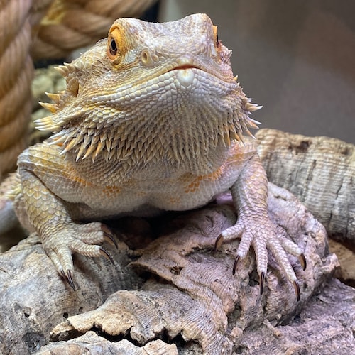 Isaiah 6:8 (NKJV): Also I heard the voice of the Lord, saying:
“Whom shall I send,
And who will go for ﻿Us?”
Then I s...