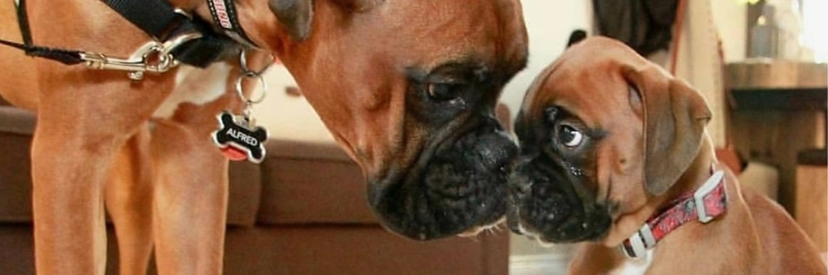 BoxerMom