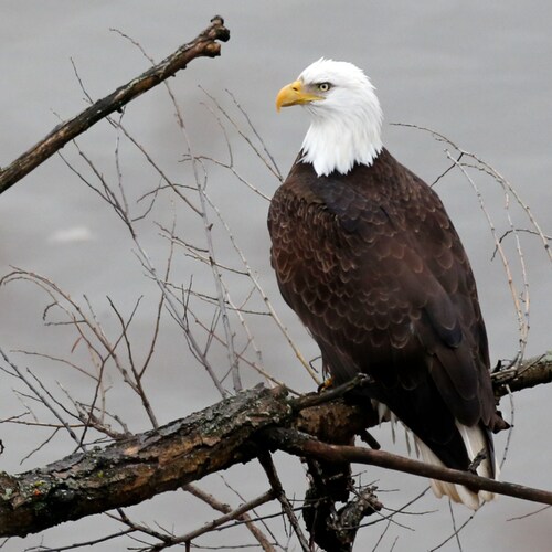 Love family, God and the USA!  Veterans 1st!  1A and 2A;  #MAGA #WETHEPEOPLE