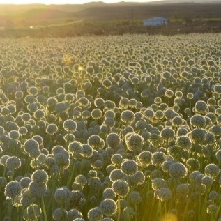 Enkel vrou met bagasie weggepak. Ma van 2 en ouma van 4. To walk with God is a journey not a destination.