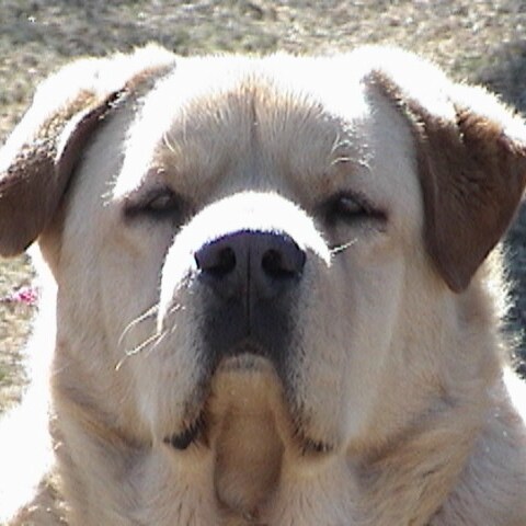 Love God-Family-Country