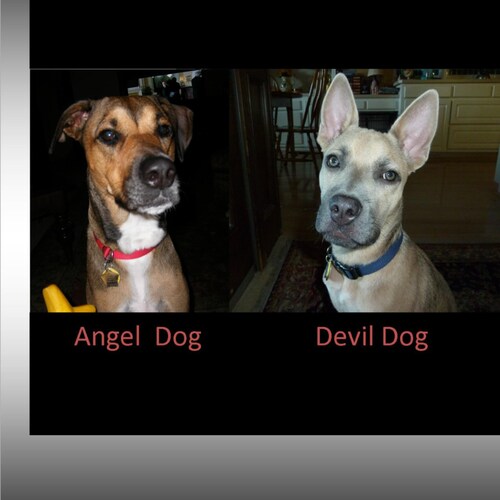 Refugee from Twitter re-education camp.