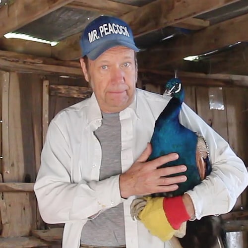 Mr. Peacock is a source on peafowl/peacock with peacock books, peacock/peafowl DVDs, peacock feathers, 100's of YouTube ...