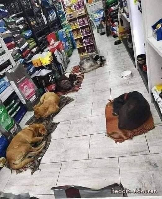 "The owner in this shop allows stray dogs to come in when it is dark so that they can spend the nigh...