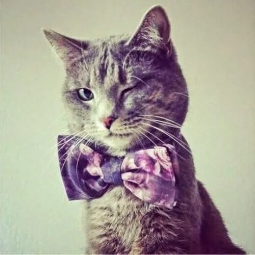 🇺🇸 Pureblood patriot digital soldier. No post is a call to action, meant to incite or an order to commit any criminal ...