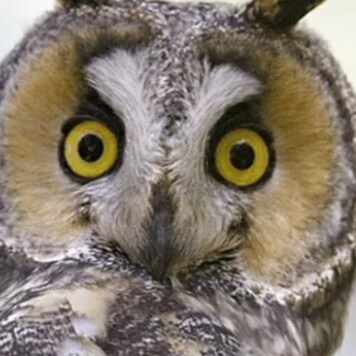 Visit jenniferowl070's profile on GETTR. View their posts, photos, videos, and connect with them on the social platform.