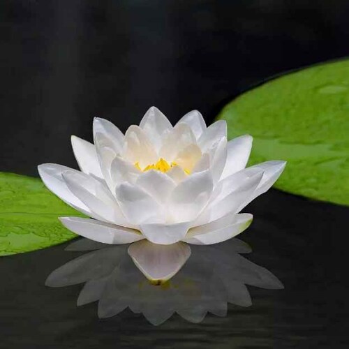 消灭中共是正义的需要！中共必亡！