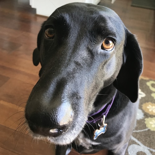 America First 🇺🇸 evangelical Christian ~ ULTRA-MAGA🍊             Let’s Go Brandon!                                   ...