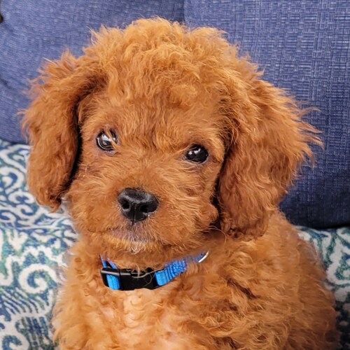 Fact: UCF '17 Natl Champs 🏈  💎 🙌 🦧