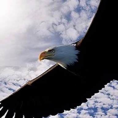 EagleOne