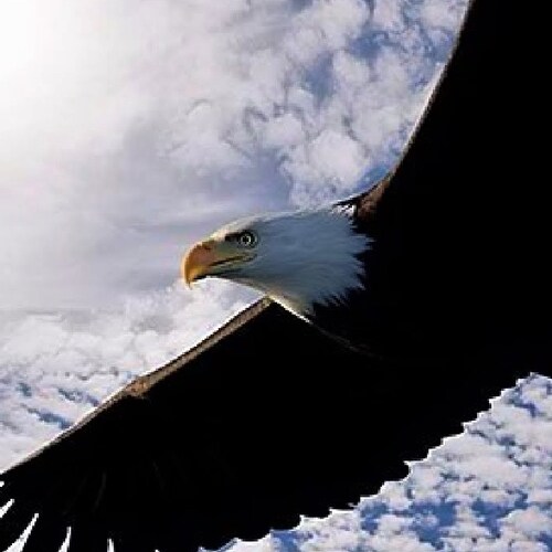 Proud veteran, loves God, my family and the 🇺🇲. I took an oath to our Constitution and plan to stand by it.  Standing by.      🇺🇲100% Follow back🇺🇲