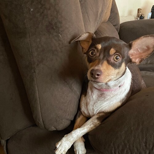 🇺🇸Avid President Trump Supporter🇺🇸