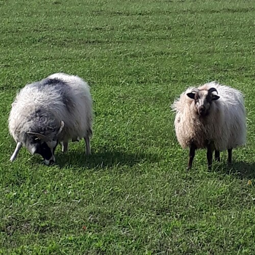 I am not afraid of COVID. I am afraid of our government.