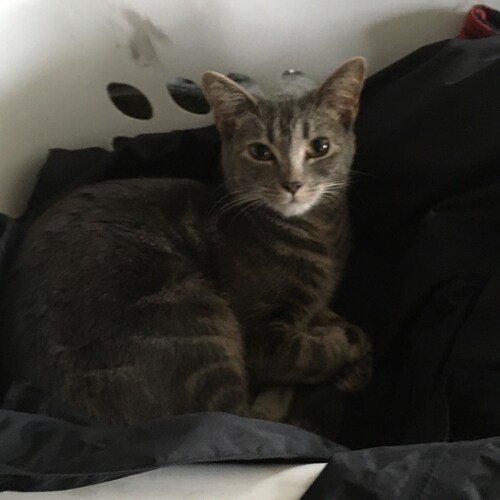 conservative free speech enthusiast,  enjoy life, liberty and the pursuit of tyranny.