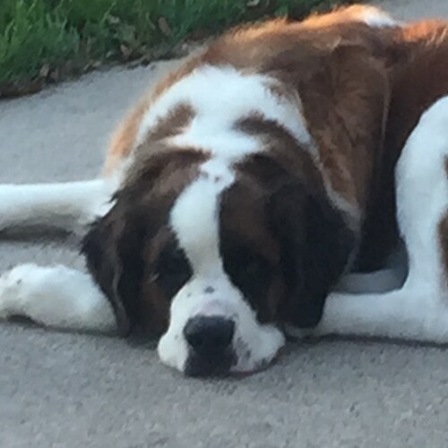 the Saint of Bernard