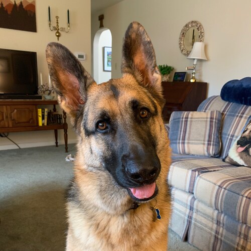 Author; German Shepherd Mom; BackTheBlue; K9s; Dogs; Unsolicited DMs will be blocked