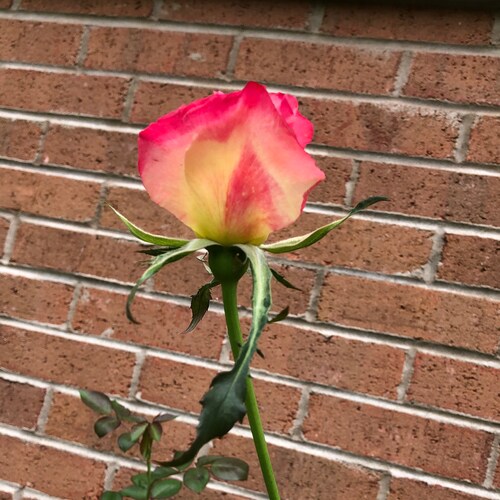 wife, mom, maw-maw and Teacher