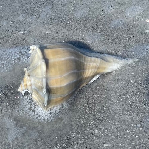 🏖Sanibel Island Real Estate Agent
🐚Beachcomber
 😳Truth seeker
👑Freddie Mercury Fan
🏋🏼‍♀️🎾🌴🍾🏃🏼‍♀️