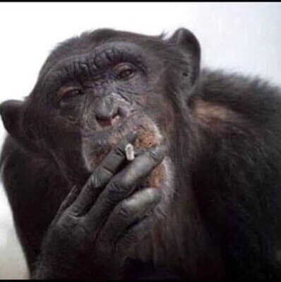 🇨🇦  Freedom loving pureblood