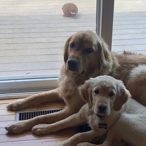 🍊conservative, Faith is Hope, Drain the cesspool swamp politicians Dems & GOP, MAGA with real politicians for the peopl...