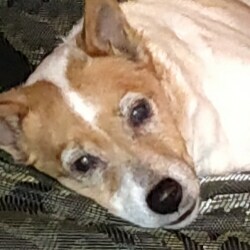 Constitutional Conservative, Proud American