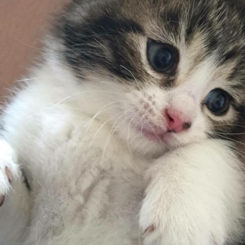 I'm a God fearing southern woman....Joe Biden is NOT my President