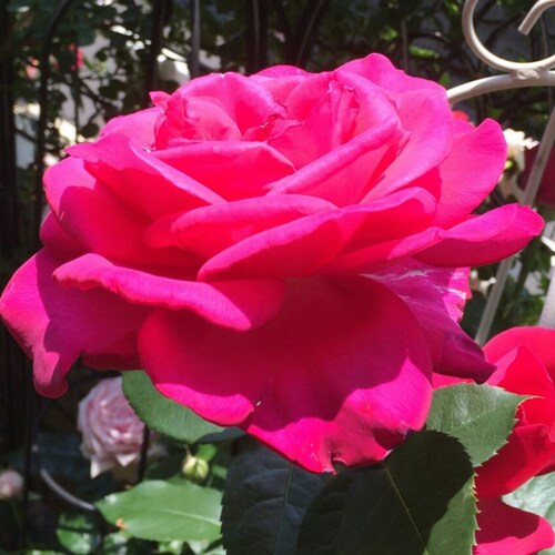 🌹バラを栽培・🌹バラの動画をUPしています。
🍀北海道出身・🐯年生まれ　
【Twitter】TAKIGAWA MARIKO＠TakigawaMariko