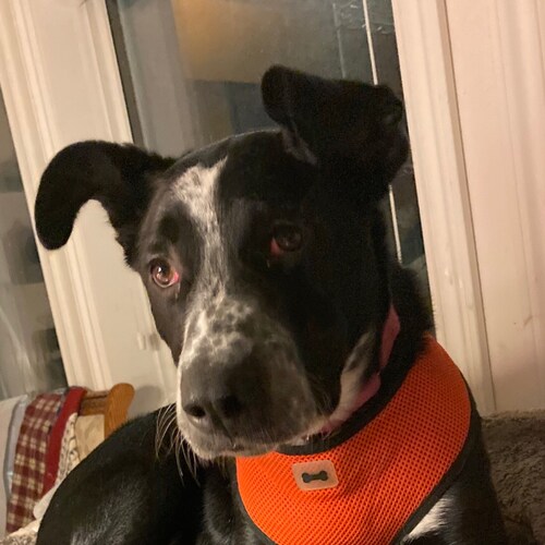 Insignificant except to my dog & cats.  Aka….Hotcat on Twitter. Thus, chat (cat) chaleur ( heat) The bes5 translation I ...