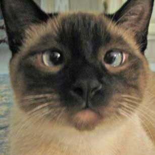 Patriotic American, Freedom lover, escapee from Twitter and Facebook. I love Catturd! Mojo50 podcasts. Trump 2024. Election integrity.