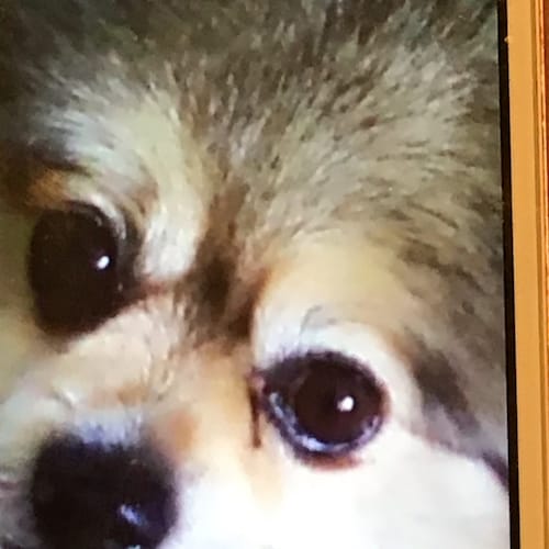 started Twitter in 2015 as ICYDELIGHT, was banned for referring to Hogg as a boy. I like this App 🤗. Trump4Eva 🇺🇸