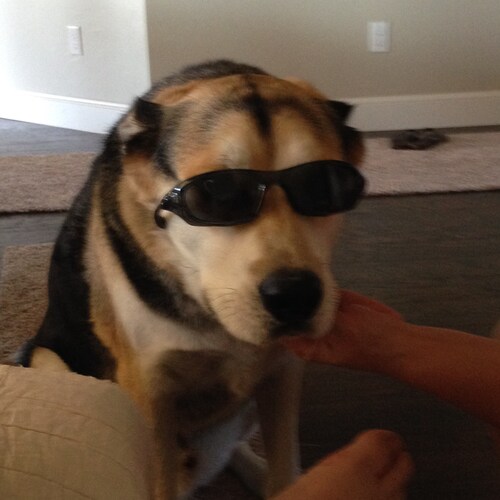 Christian Conservative, 2nd Amendment, Pro Trump, U.S. Flag