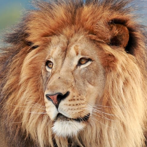 AmericaFirst, #Trump, #2A, #MAGA, #KAGA, #SaltyArmy, #BackTheBlue #AllLivesMatter #NRA life member. ☢♂☣ IFBAP 🇺🇸