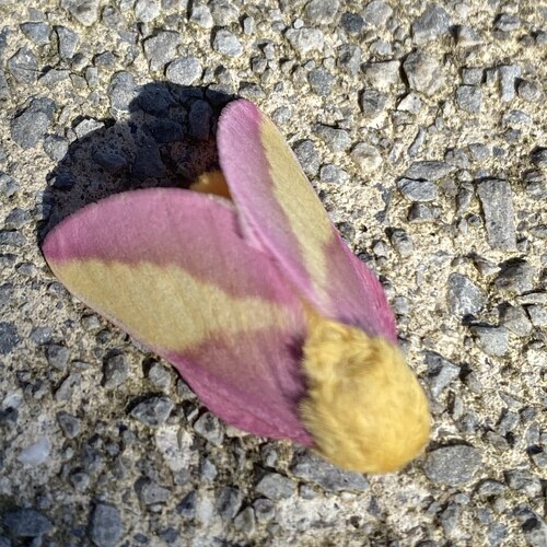 Visit crosswasmine's profile on GETTR. View their posts, photos, videos, and connect with them on the social platform.