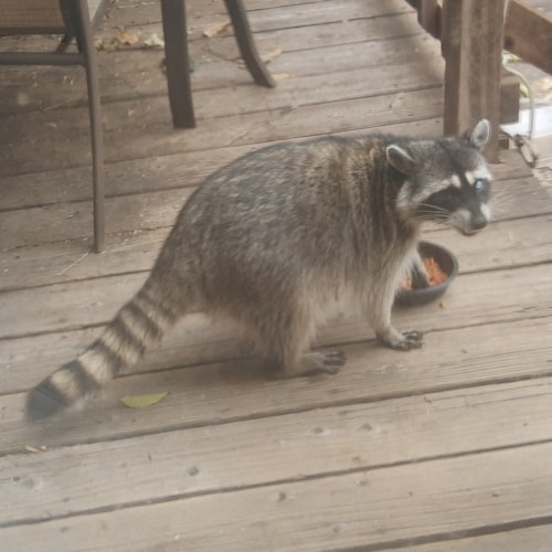 Animal Welfare Activist, Mathematician, Atheist,                                                                  Anti C...