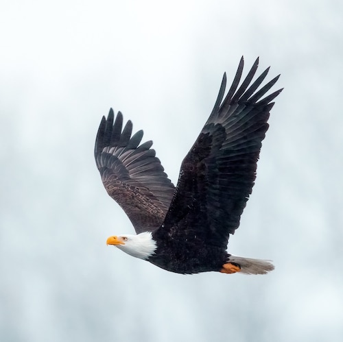这不，共匪联合国狗窝的群狗们拿了狗粮，全都嚎起来了💩