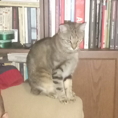 Romanian old-school Marxist writer