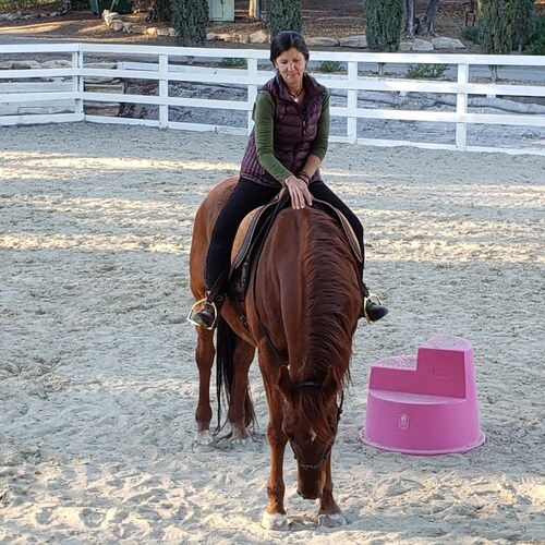 USAF veteran, patriot, lover of horses and freedom 🇺🇸